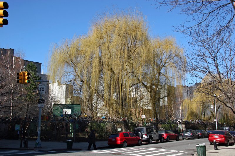 Budding Willow Trees at La Plaza Cultural Community Garden