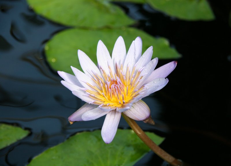 Orchid Show - Water Lily