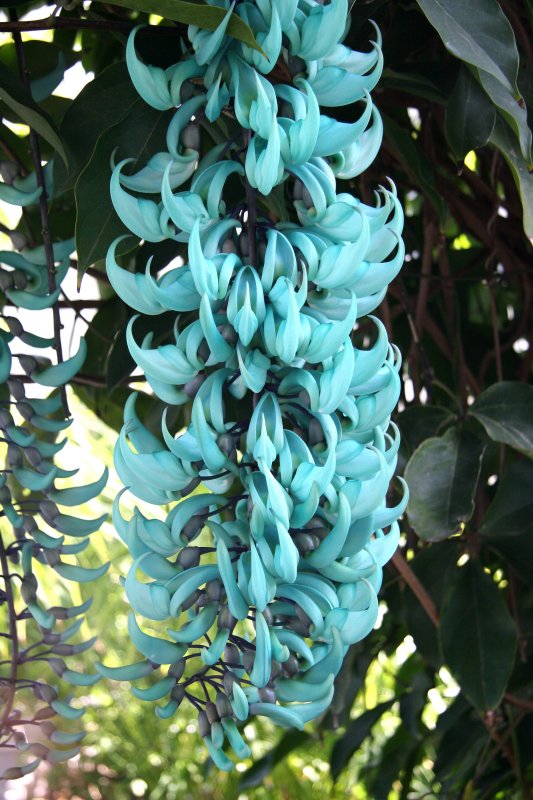 Orchid Show - Jade Vine