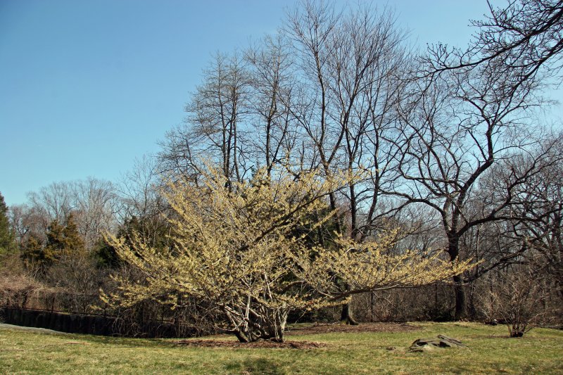 Garden View - Witch Hazel Bush