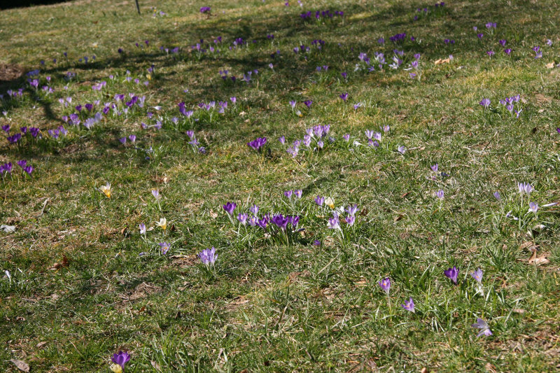 Garden View - Crocuses