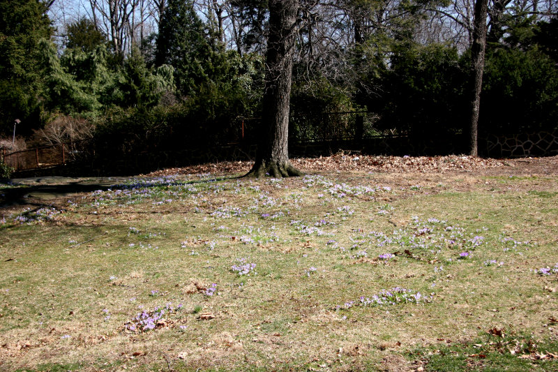 Garden View - Crocuses