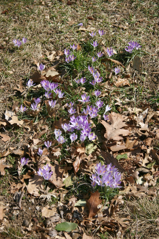 Garden View - Crocuses