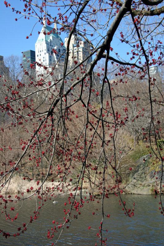 Duck Pond with Maple Tree Blossoms