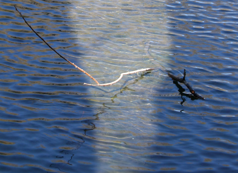 Duck Pond Reflections