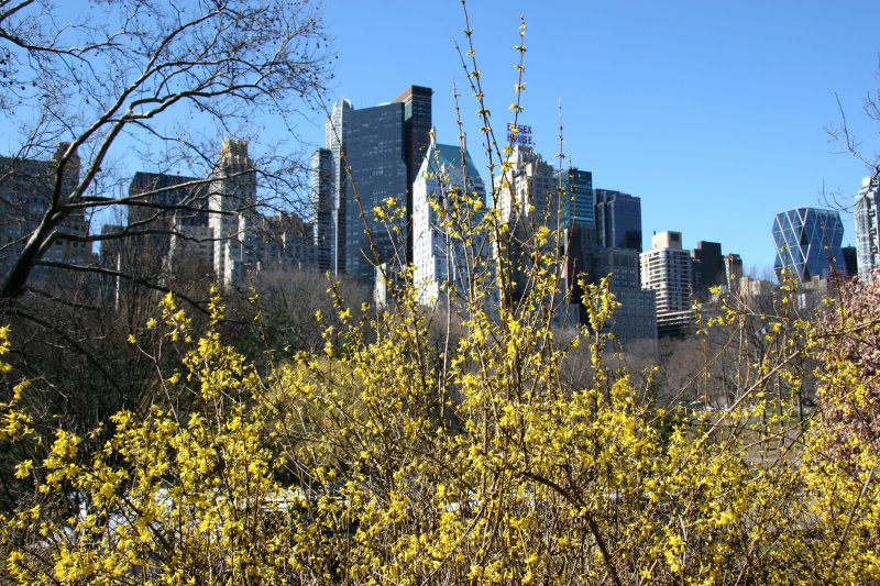 Forsythia & CPS Skyline