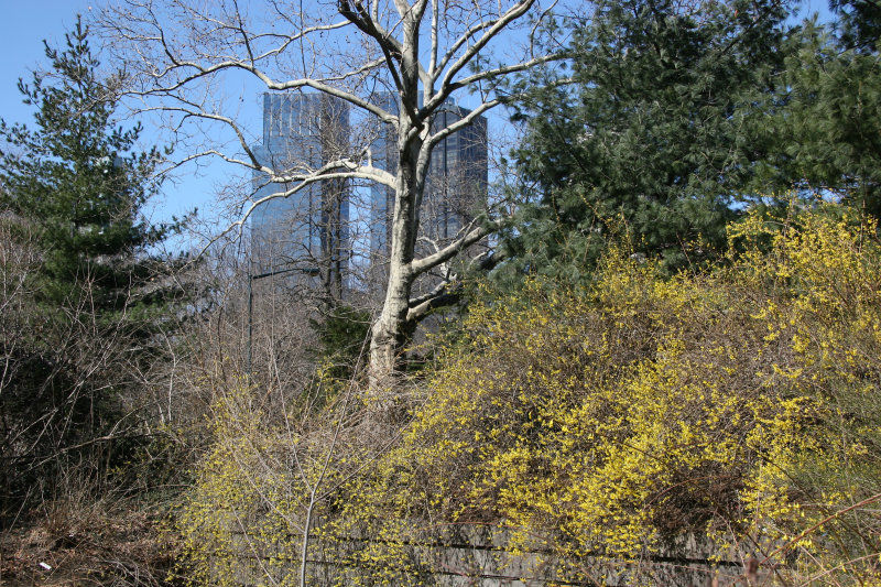 Park & CPW Skyline View near 65th Street Traverse Road