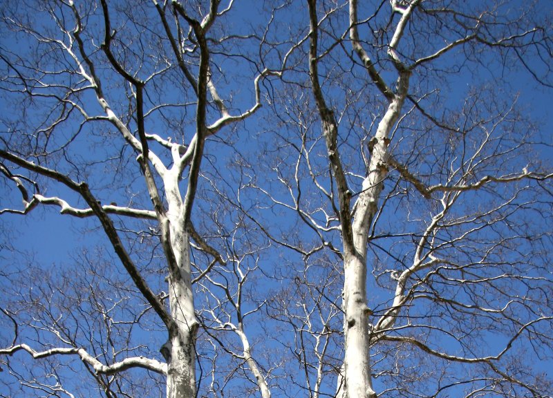 Sycamore Trees near Rumsey Play Field