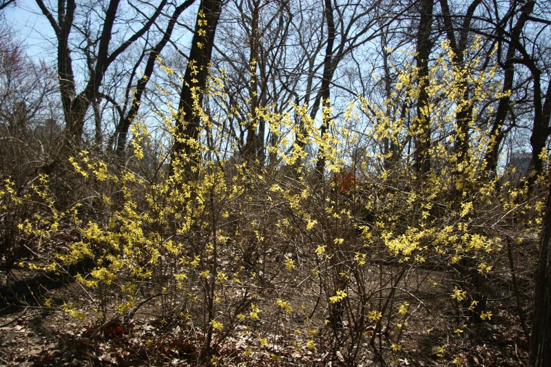 Forsythia in the Rambles