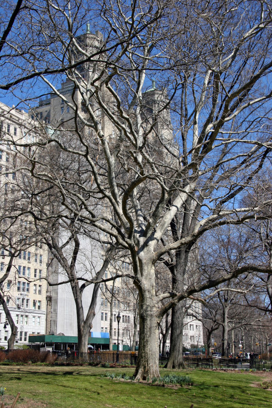 Beresford Apartment House from Hayden Planetarium Garden