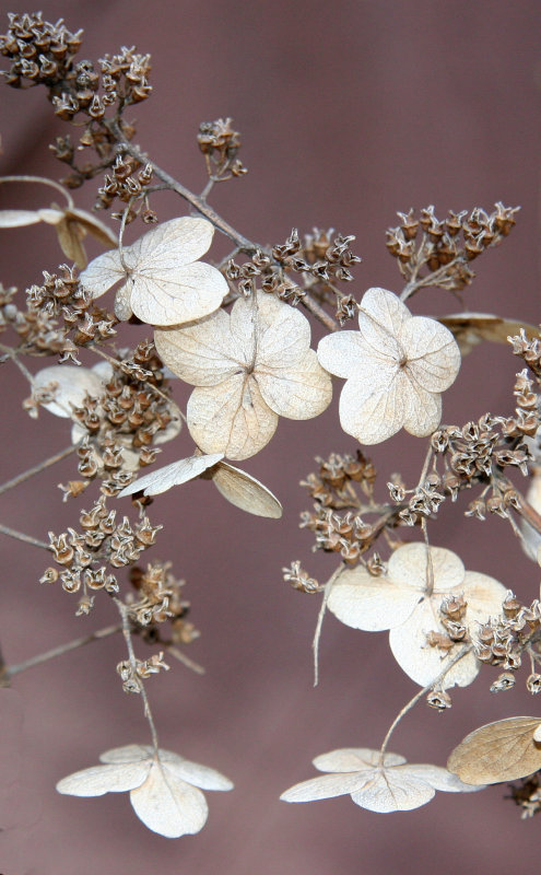 Last Years Hydrangea Blossoms