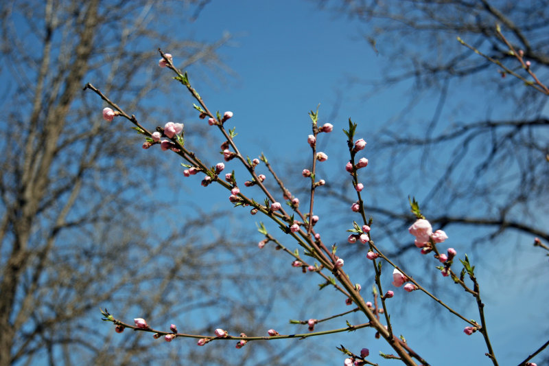 Plum Tree Blossoms
