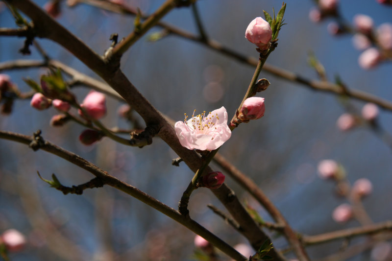 Plum Tree Blossoms