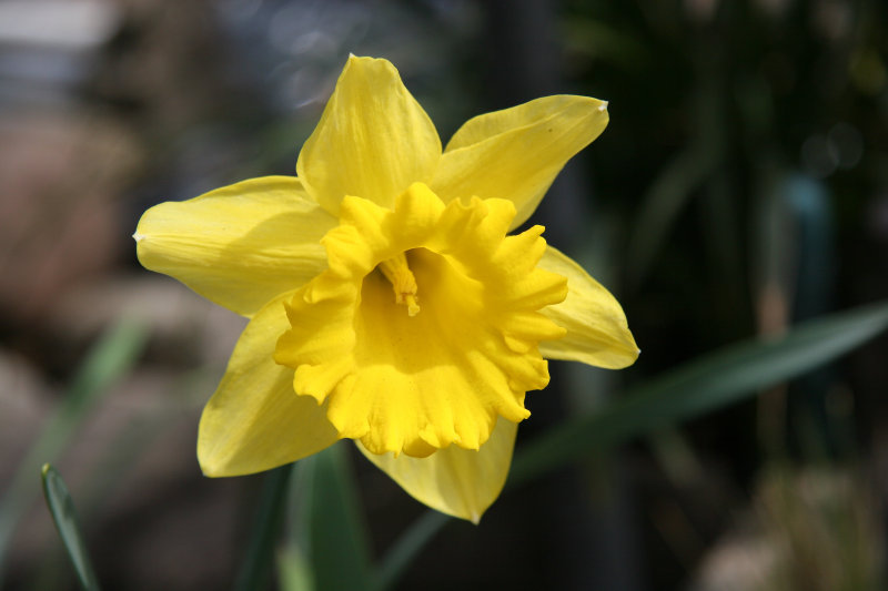 Daffodil Blossom