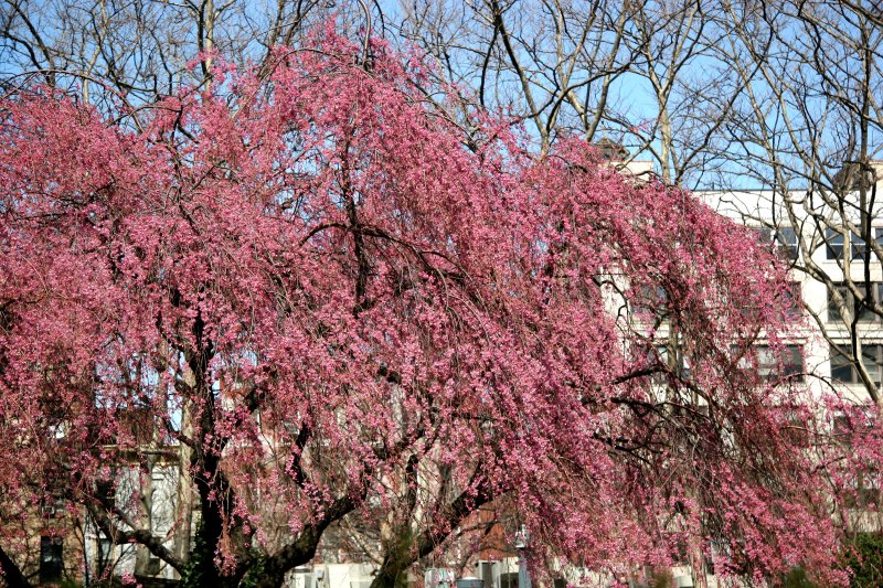 Cherry Tree Blossoms