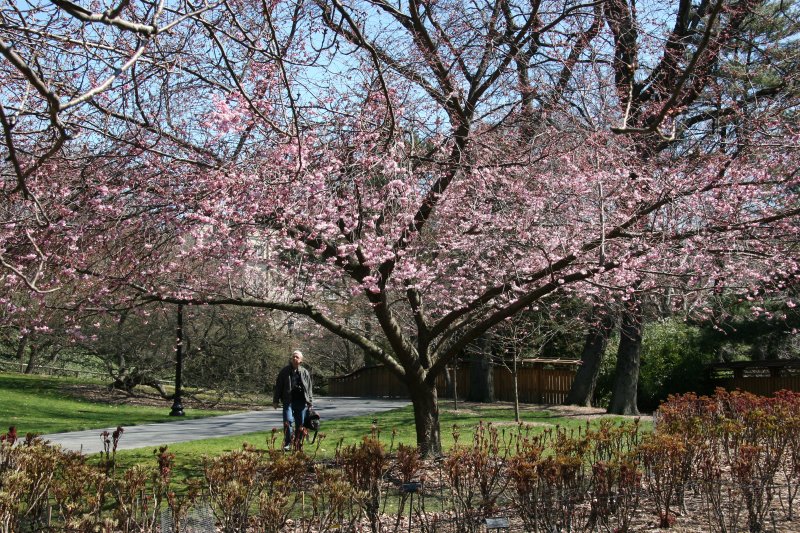 Cherry Tree Blossoms