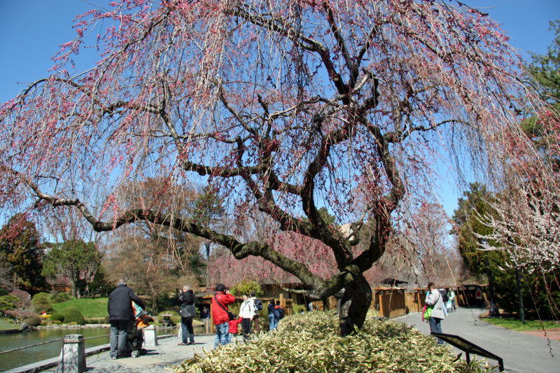 Cherry Tree Blossoms