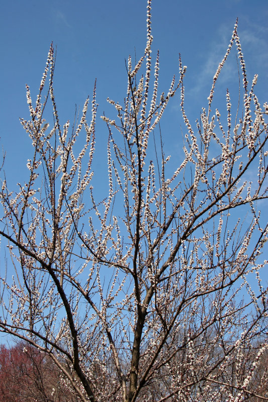 Cherry Tree Blossoms
