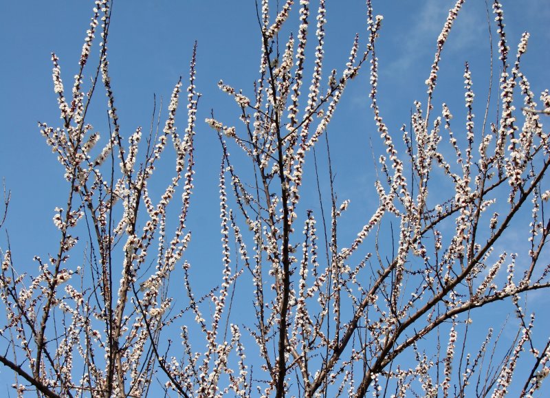 Cherry Tree Blossoms