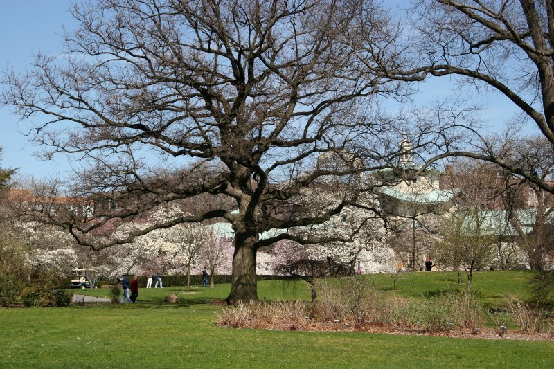 English Oak Tree