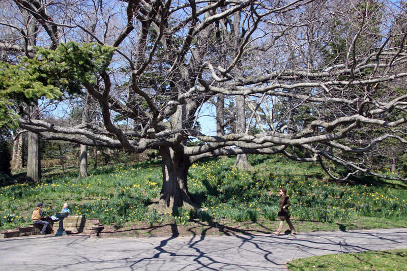 Oak Tree on Daffodil Hill