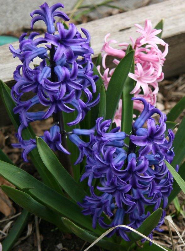 Hyacinths