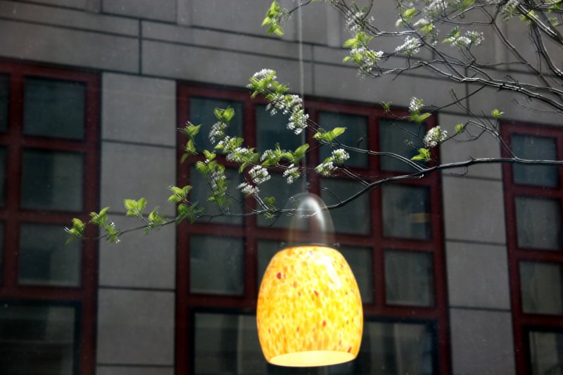 Pear Tree Blossoms NYU Business School Reflected in Starbucks Window