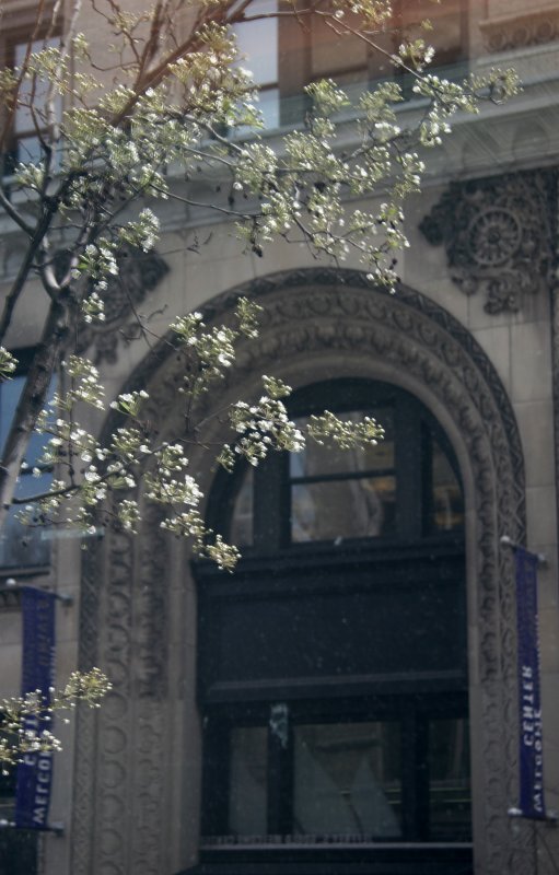 Pear Tree Blossoms & NYU Building Reflected in Starbucks Window