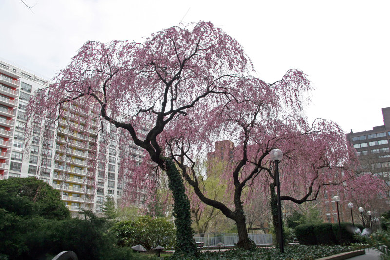 Cherry Trees in Bloom