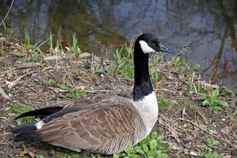 Canadian Goose on the Harlem Meer Shore