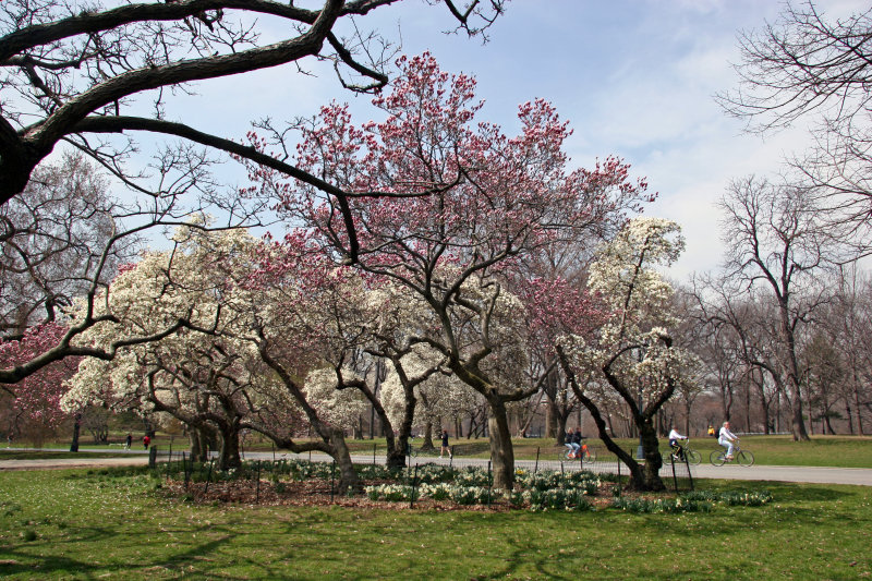 Magnolia Trees in Bloom - Magnolia Hill