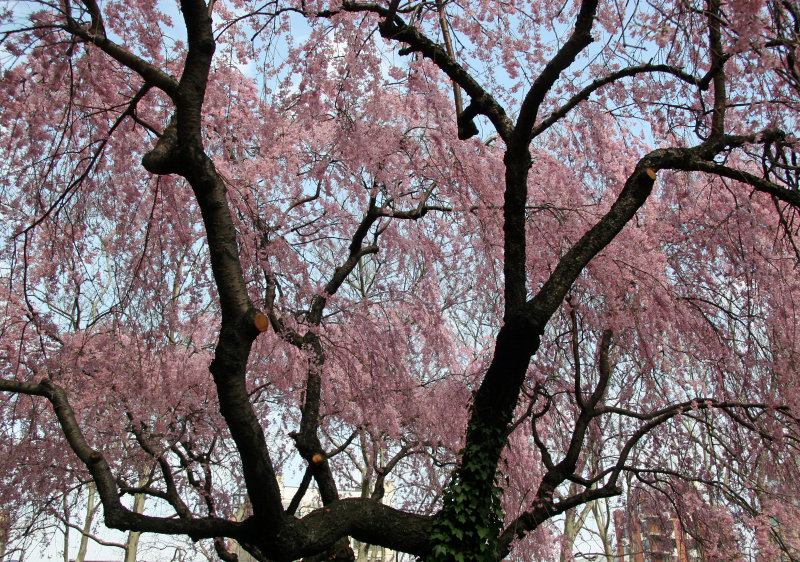 Cherry Tree Blossoms