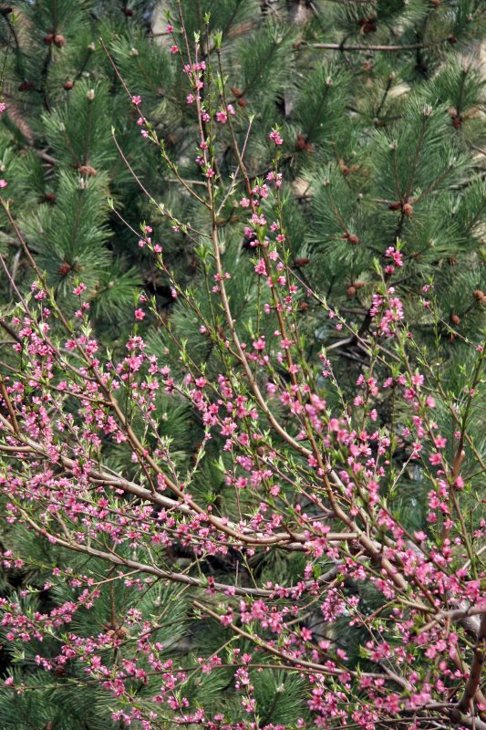 Peach Tree Blossoms & Pine Tree