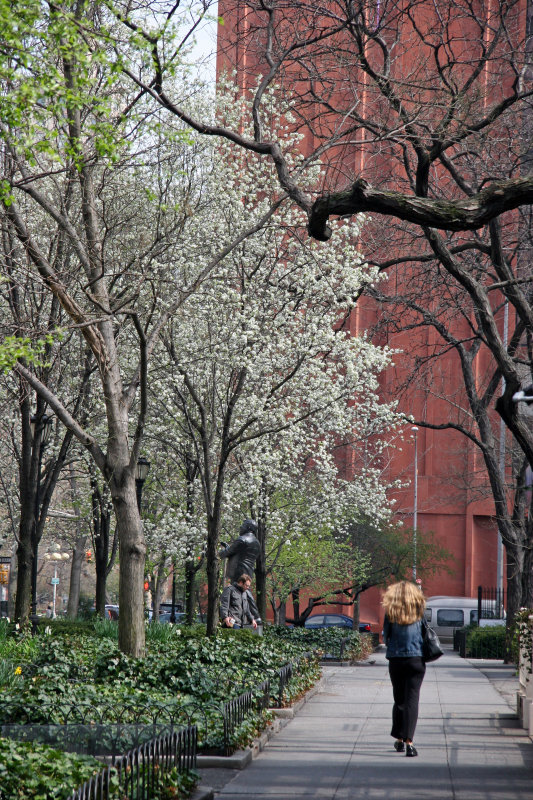 Pear Tree Blossoms & NYU Library