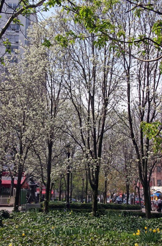 Garden View - Pear Tree Blossoms
