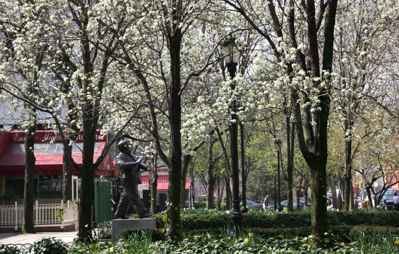 Garden View - Pear Tree Blossoms