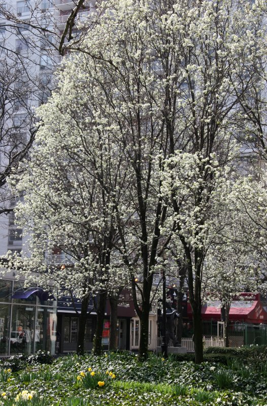 Garden View - Pear Tree Blossoms
