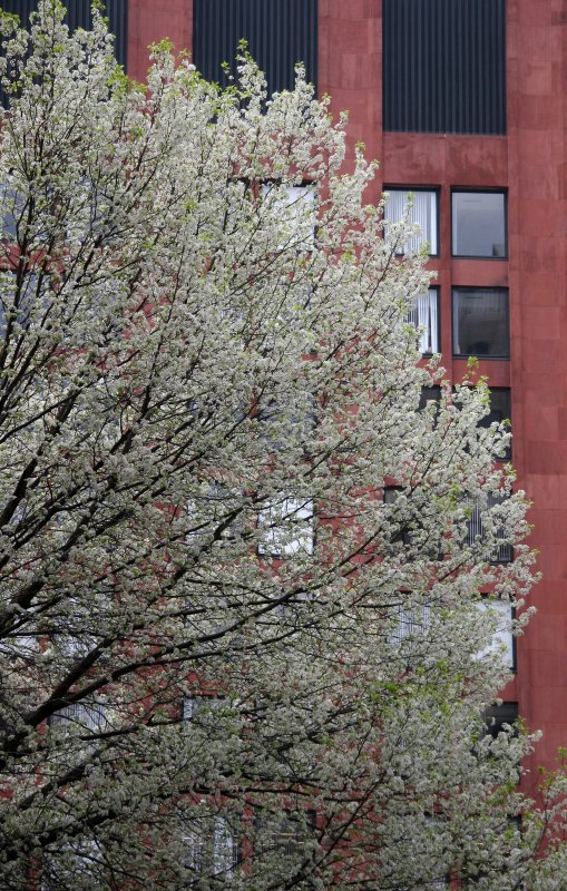 Pear Tree Blossoms