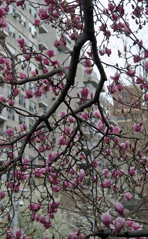 Magnolias at the Arch