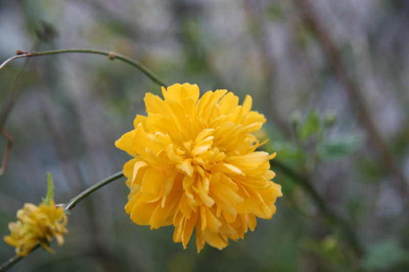 Kerria Bush Blossom