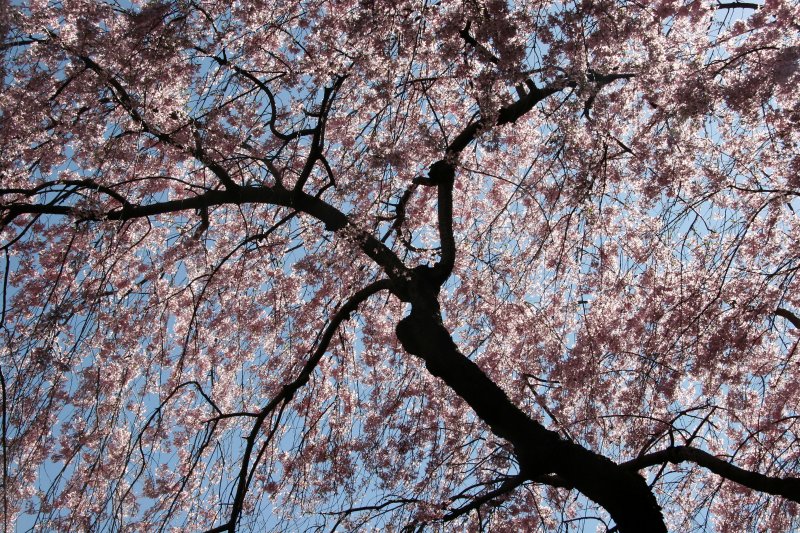 Cherry Tree Blossoms