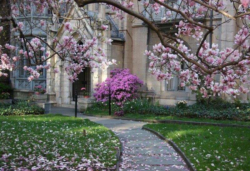 Grace Church Garden - Magnolia Blossoms