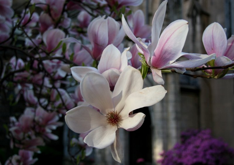 Grace Church Garden - Magnolia Blossoms