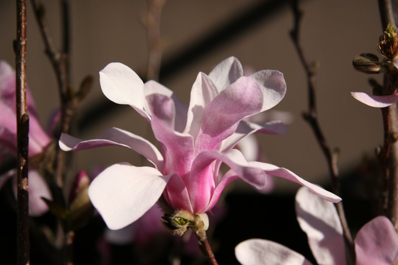 Magnolia Blossom