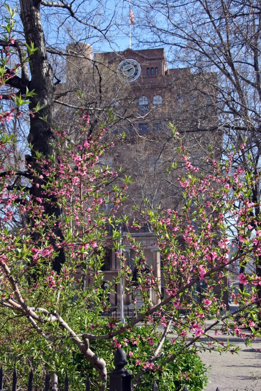 Prunus Blossoms - Cooper Union Park