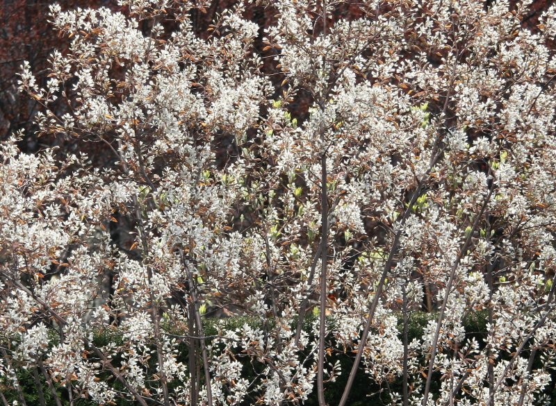 Olive Tree Blossoms - Jewish Holocaust Museum Garden