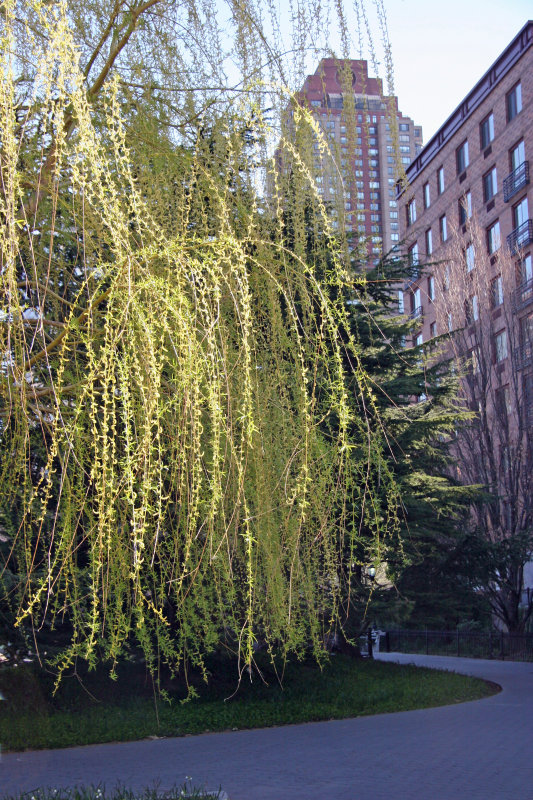 Willow Tree Blossoms - Jewish Holocaust Museum Garden Area