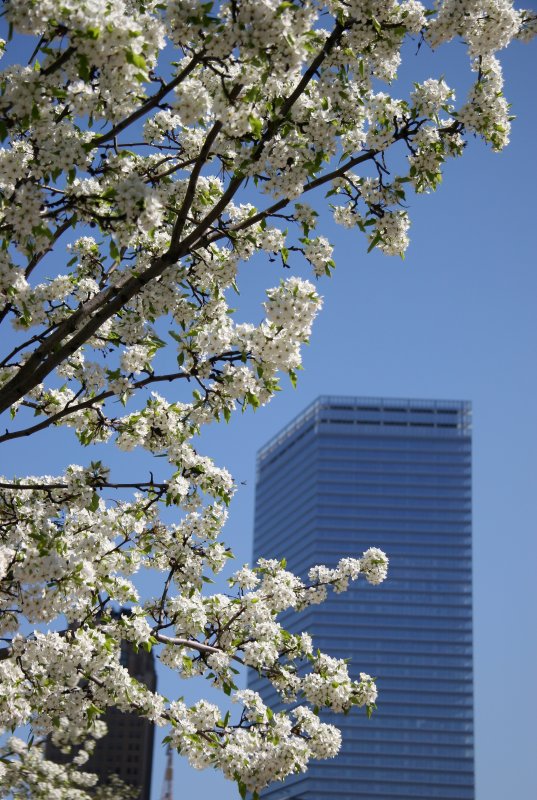 Rector Place Garden - Cherry Tree Blossoms