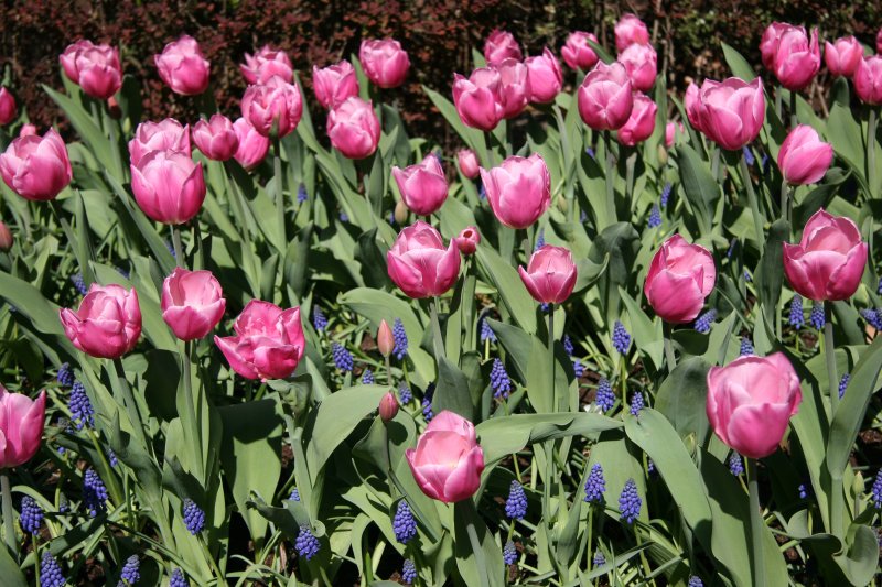 Tulips at Rector Place Garden
