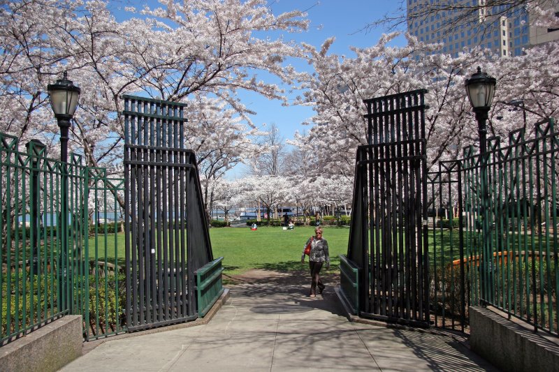 Financial Center Gardens - Cherry Tree Blossoms
